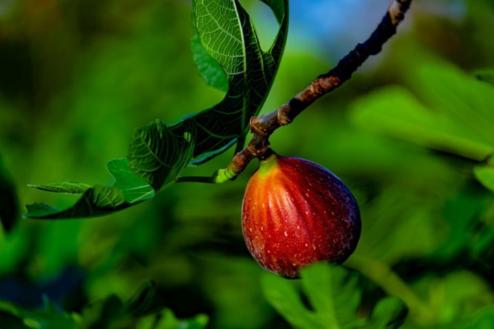 Des figues fraîches à faire pousser dans votre jardin à la maison